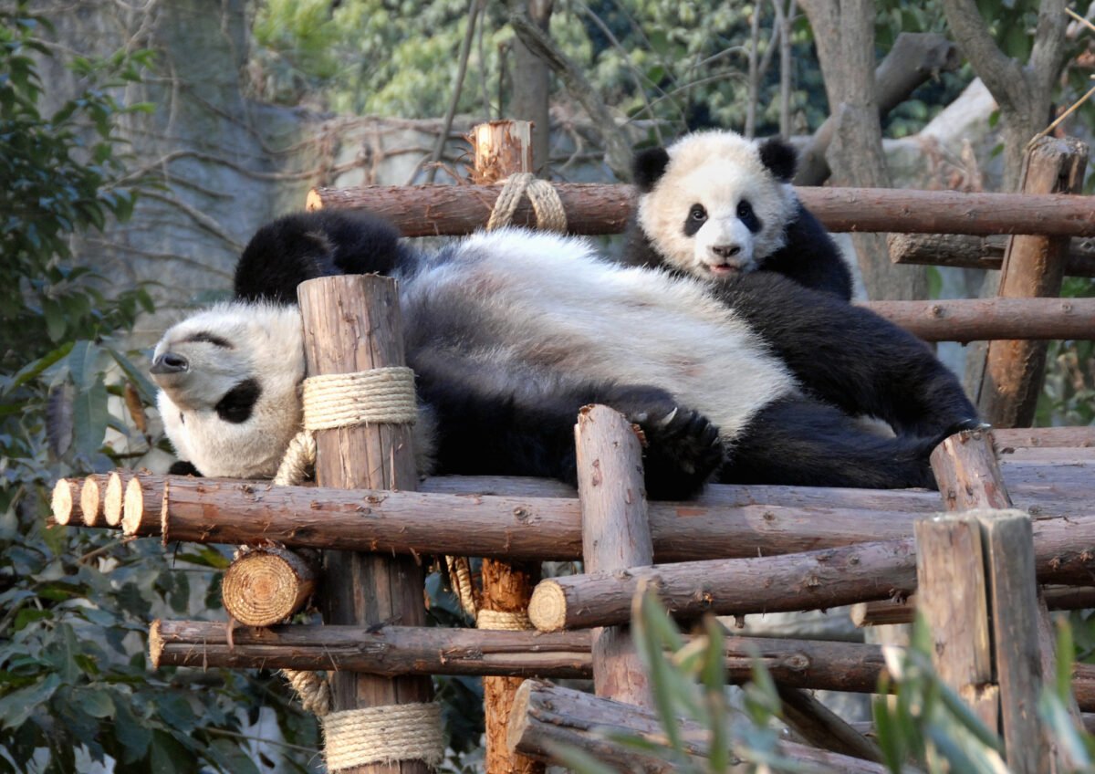 Podcast: The Pandas Have More Fun Than Dolphins Edition
