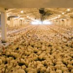 Bird flu outbreaks prompt national indoor shelter order
