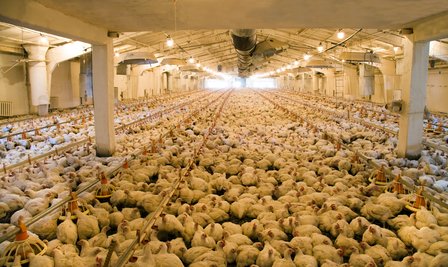Bird flu outbreaks prompt national indoor shelter order